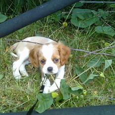 Cavalier king charles spaniel Karla