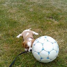 Cavalier king charles spaniel Karla