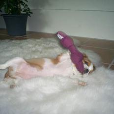 Cavalier king charles spaniel Karla