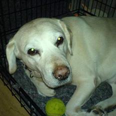 Labrador retriever Bella