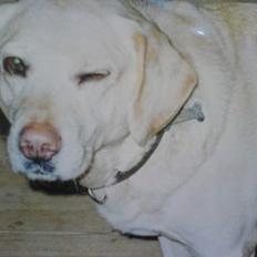 Labrador retriever Bella