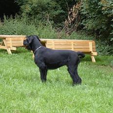 Riesenschnauzer Nikita