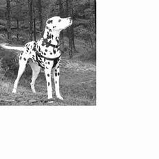 Dalmatiner Spotty Buddy V. Jasper 