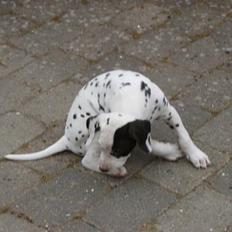 Dalmatiner Spotty Buddy V. Jasper 