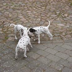 Dalmatiner Spotty Buddy V. Jasper 
