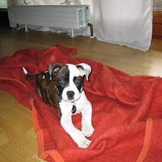 Blanding af racer  Amstaff-Ambulldog. Molly