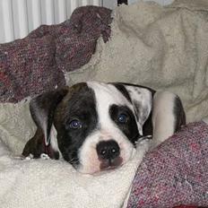 Blanding af racer  Amstaff-Ambulldog. Molly