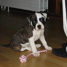Blanding af racer  Amstaff-Ambulldog. Molly