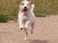 Blanding af racer Bella - Yiihaaa...