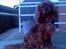 Cavalier king charles spaniel Nemo (død, 2011)