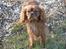 Cavalier king charles spaniel Nemo (død, 2011)