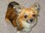 Chihuahua FIE . "RIP". Du er savnet