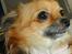 Chihuahua FIE . "RIP". Du er savnet