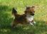 Chihuahua FIE . "RIP". Du er savnet - Kan altså ikk fange den flue...