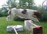 Engelsk springer spaniel jill - hun ka jo spring;)