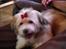 Coton de tulear Trille 