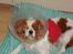 Cavalier king charles spaniel Chilli - JA DET ER SÅ MIN HUN KORT EFTER OVERFALD..