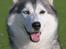 Siberian husky Jazzy