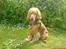 Cocker spaniel *William* Er aflivet !:( - Nyt billede, taget den 1/7-06.
