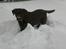 Labrador retriever Nougat - Nougat i sneen<3