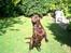 Labrador retriever Nougat - Hejsa