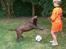 Labrador retriever Nougat - MÅL!!!