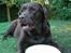 Labrador retriever Nougat - Nougat ligger altid ned når hun drikker!!!