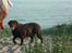 Labrador retriever Nougat - Nogat i sommerhus ved vandet:)