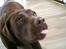 Labrador retriever Nougat - haha.. jeg er rigtig fræk nu:-P