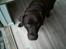 Labrador retriever Nougat - Hej hej