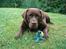 Labrador retriever Nougat - Søde Nougat i haven, med lidt legetøj<3<3<3