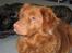 Nova scotia duck tolling retriever Bailey - Hej, og velkommen til min profil!