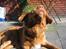 Nova scotia duck tolling retriever Bailey