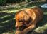 Nova scotia duck tolling retriever Bailey
