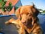 Nova scotia duck tolling retriever Bailey