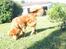 Nova scotia duck tolling retriever Bailey