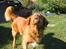 Nova scotia duck tolling retriever Bailey