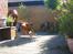 Nova scotia duck tolling retriever Bailey