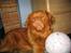 Nova scotia duck tolling retriever Bailey