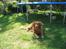 Nova scotia duck tolling retriever Bailey