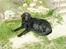 Flat coated retriever Bellis - Hvil i Fred - Hygge i solen