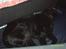 Flat coated retriever Bellis - Hvil i Fred - Sovetryne :)