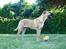 Blanding af racer Cala - Nyt billede 16-07-06