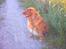 Nova scotia duck tolling retriever Leo - 16 juli 2006