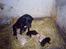 Labrador retriever Teglgaardens Lady *DØD* - Lady og et af hendes mange kuld hvalpe