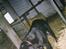 Labrador retriever Teglgaardens Lady *DØD* - Lady