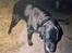 Labrador retriever Teglgaardens Lady *DØD* - Min dejlige Lady