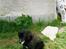 Labrador retriever Teglgaardens Lady *DØD* - Lady....