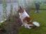 Papillon Cleo R.I.P - Mon slet ikke der kommer en hund der vil lege med mig?