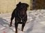 Rottweiler Zeus - sne og jeg bliver hvalp igen... :)